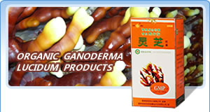 Organic Ganoderma Lucidum Products