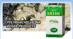 Polyrhachis Vicina Roger Products